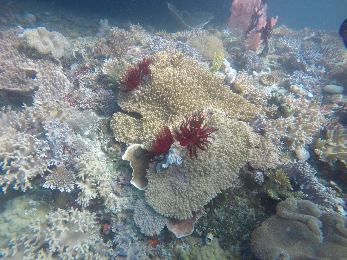 Tabari Dive Lodge *