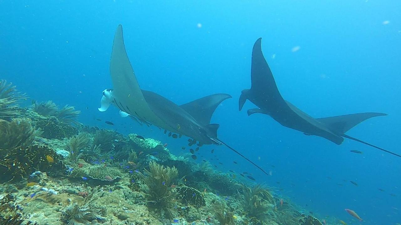 Lodge Tabari Dive