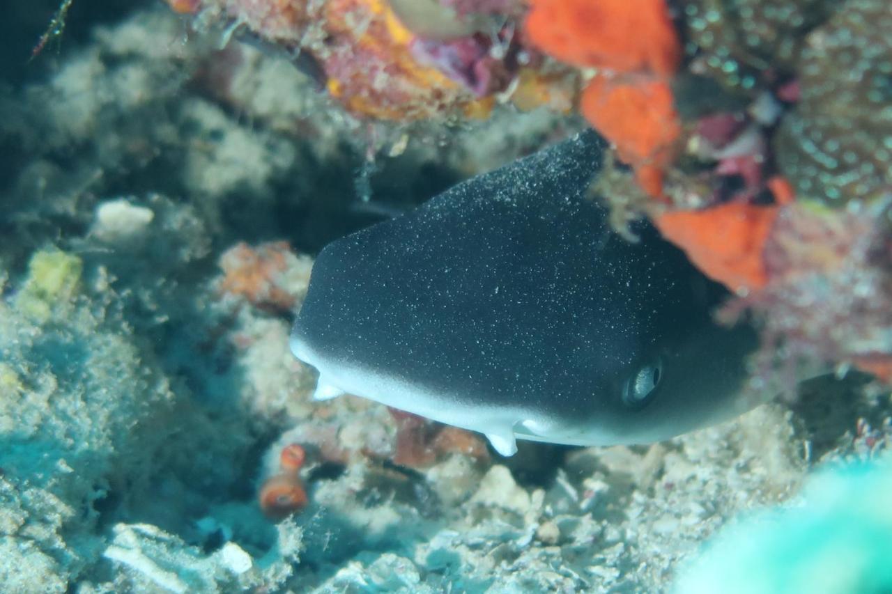Tabari Dive Lodge