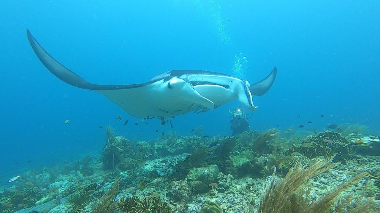 Tabari Dive Lodge