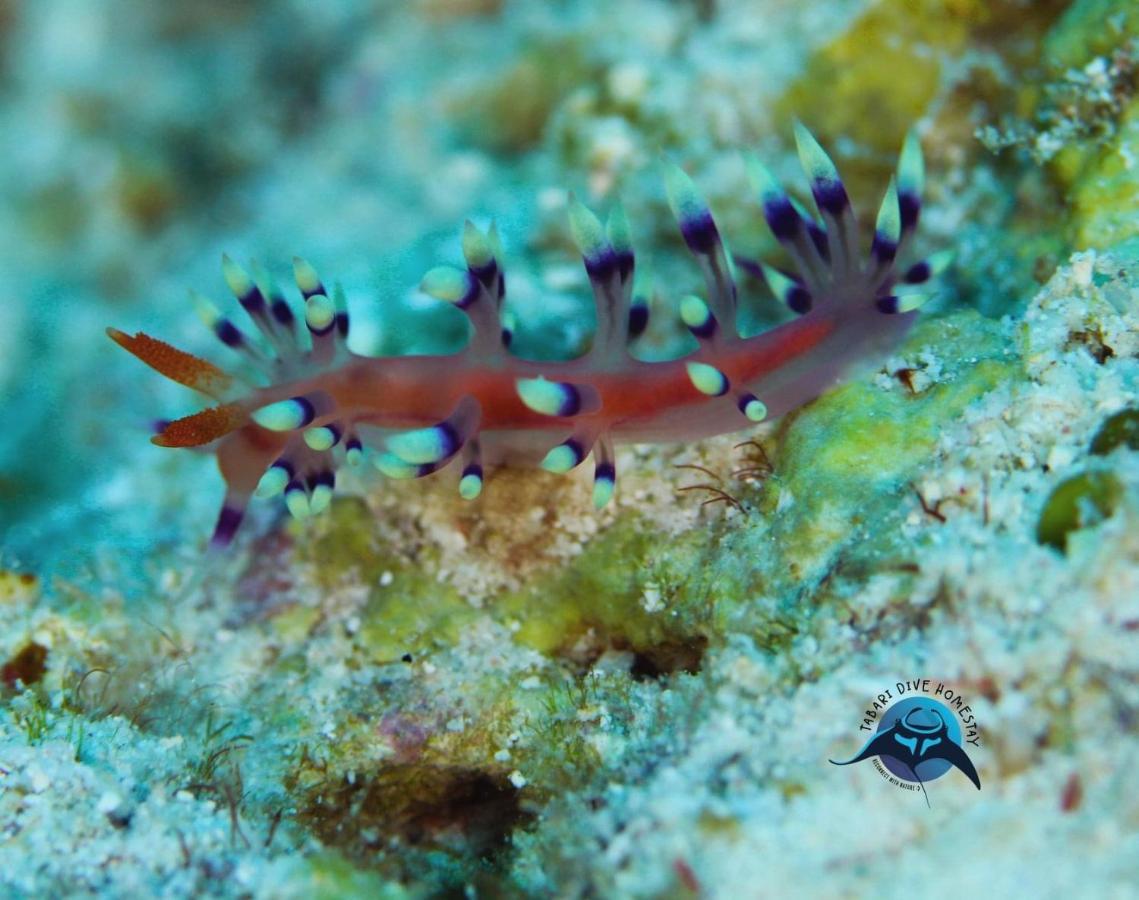 Lodge Tabari Dive