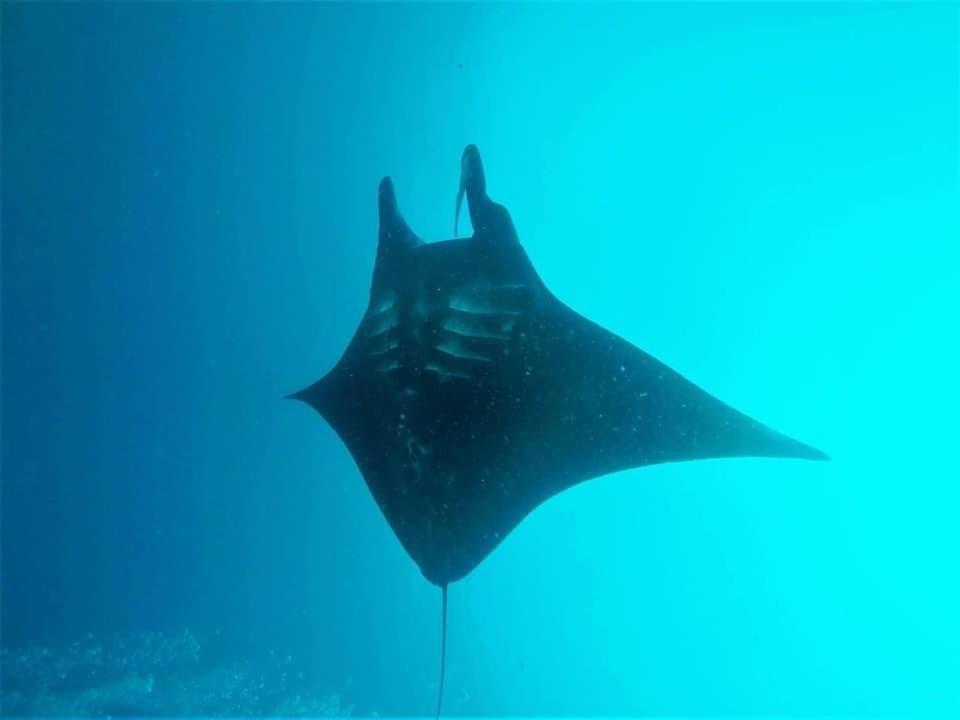 Tabari Dive *