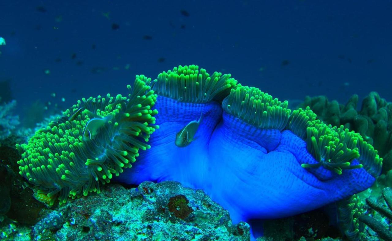 Tabari Dive Pulau Mansuar