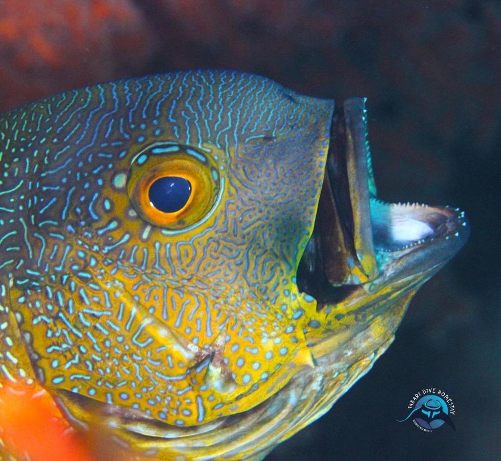 Lodge Tabari Dive