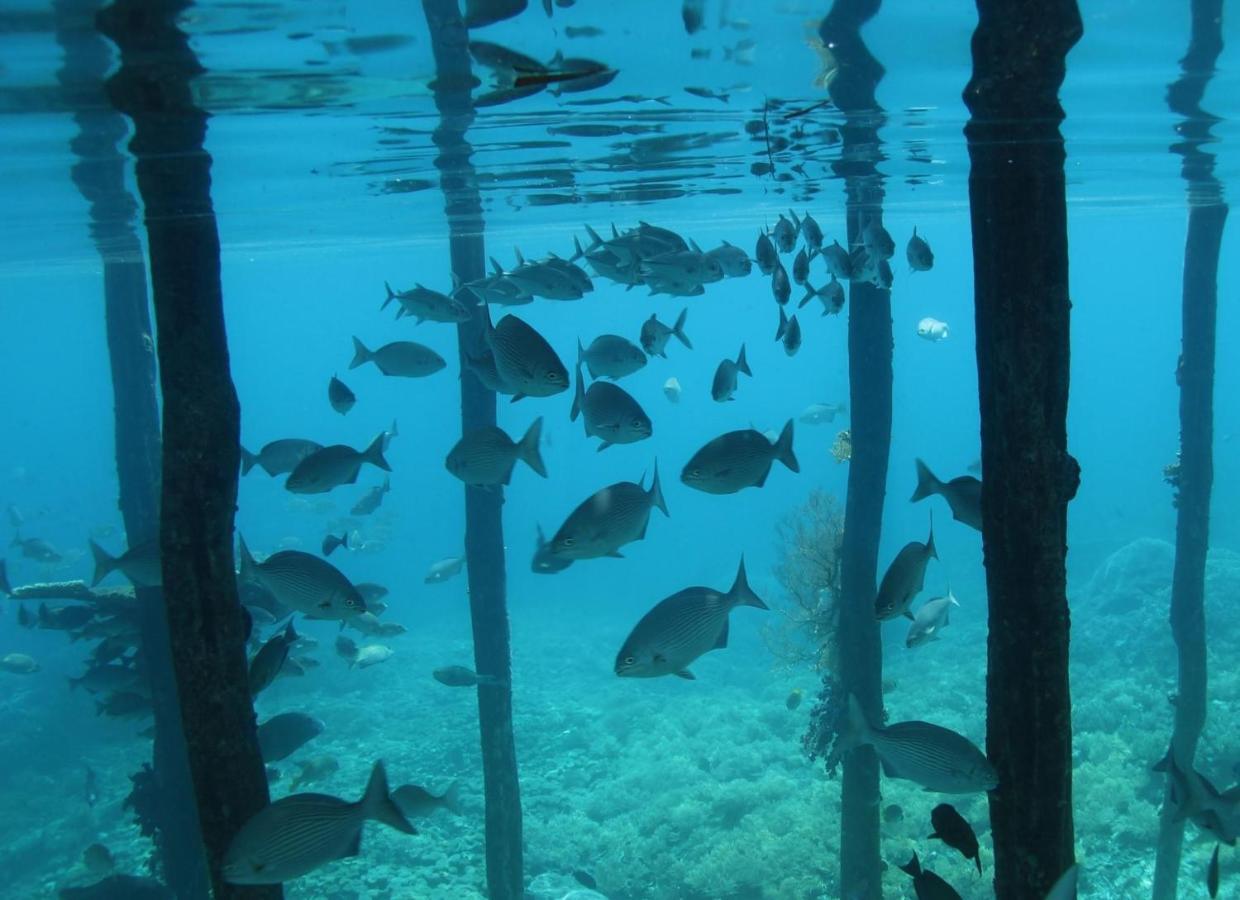 Tabari Dive Lodge *