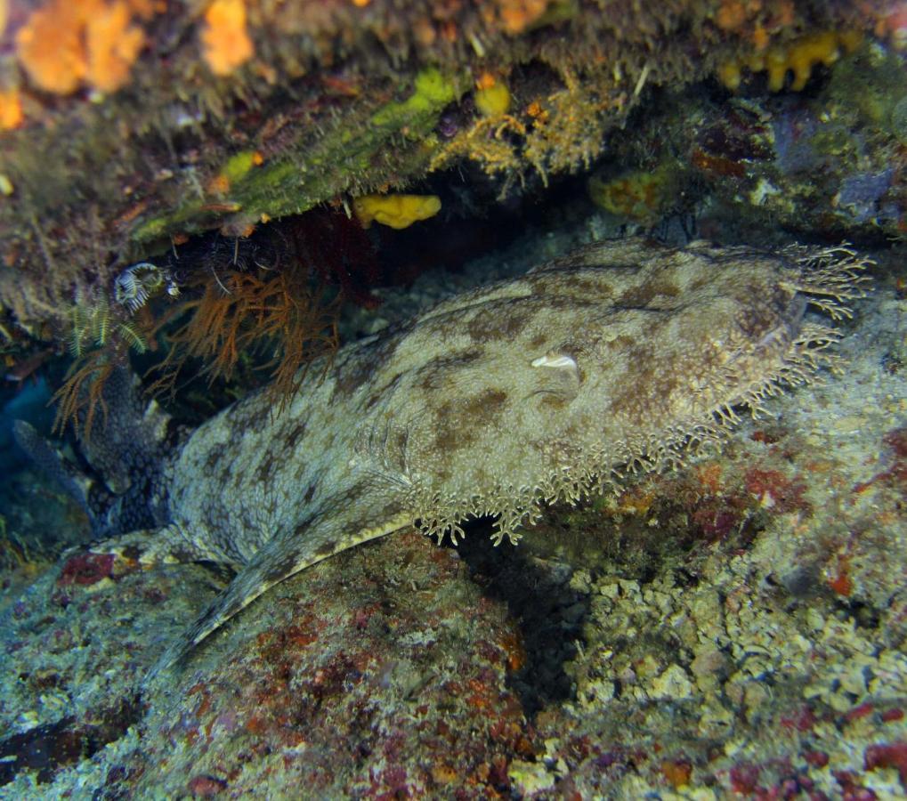 Tabari Dive * Pulau Mansuar