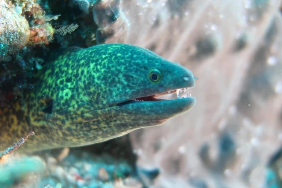 Tabari Dive