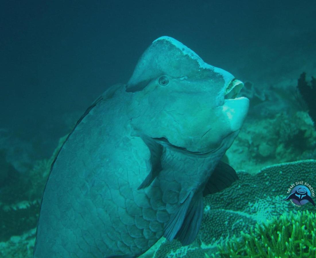 Tabari Dive Lodge Pulau Mansuar