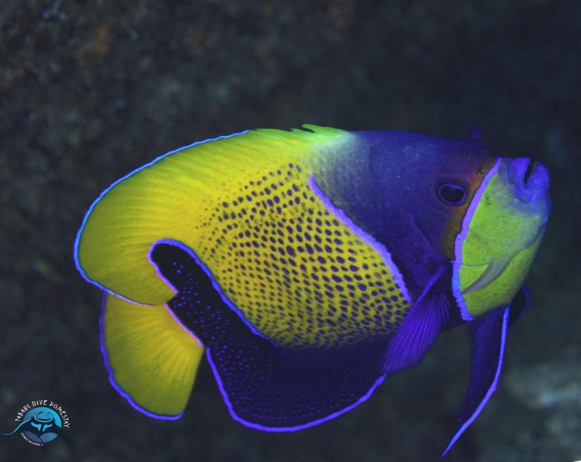 Tabari Dive Lodge Pulau Mansuar