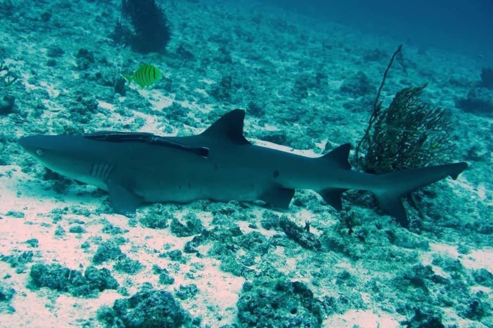 Tabari Dive Lodge