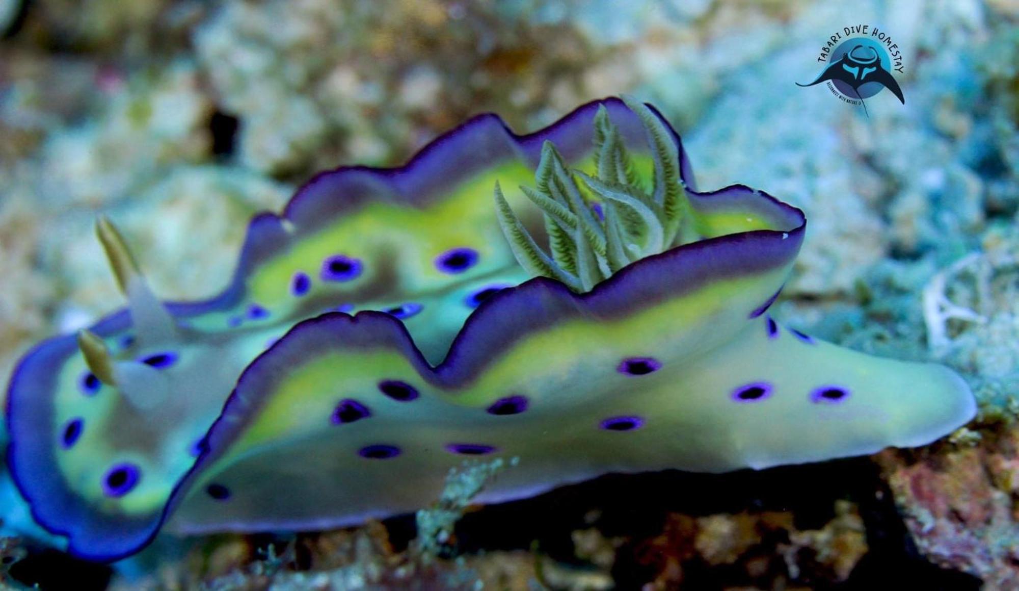 Lodge Tabari Dive *