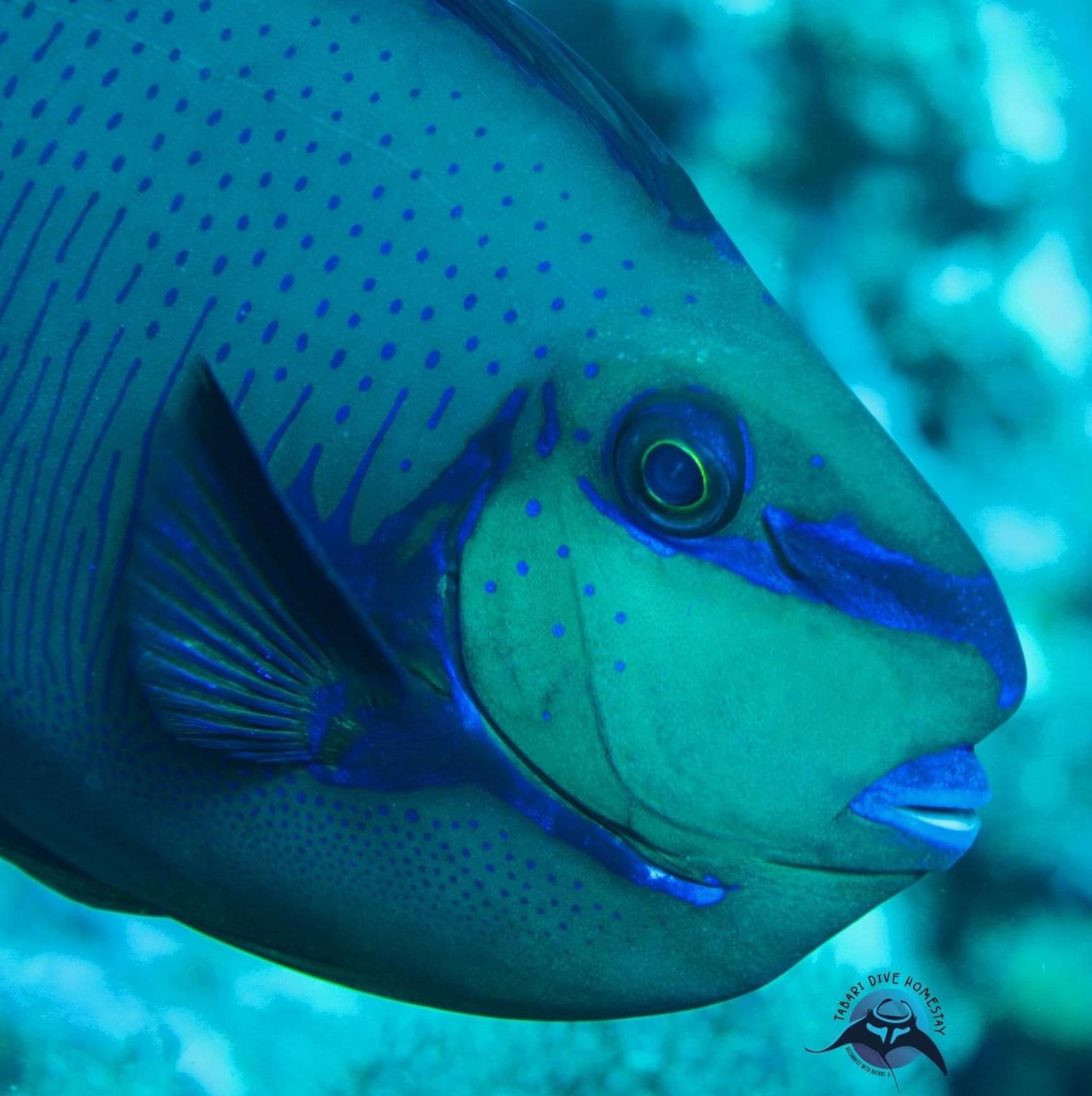 Tabari Dive Pulau Mansuar