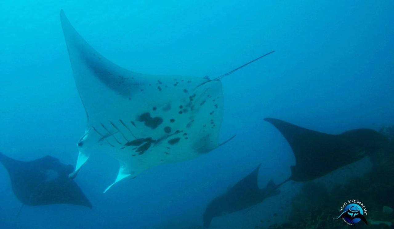 Tabari Dive Pulau Mansuar