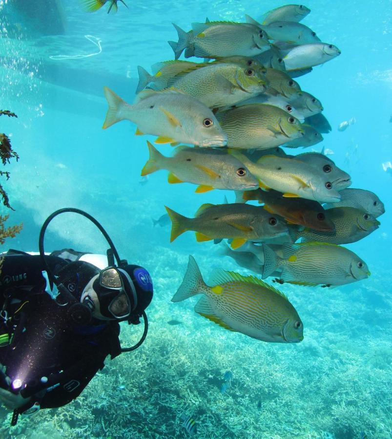 Tabari Dive