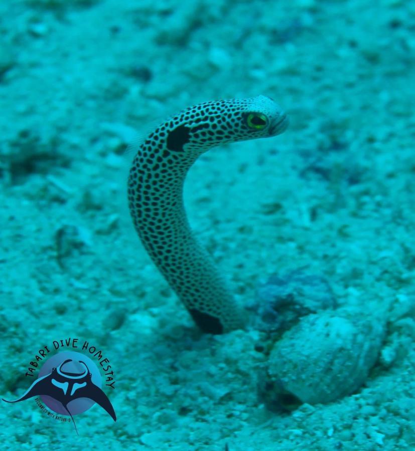 Tabari Dive Pulau Mansuar