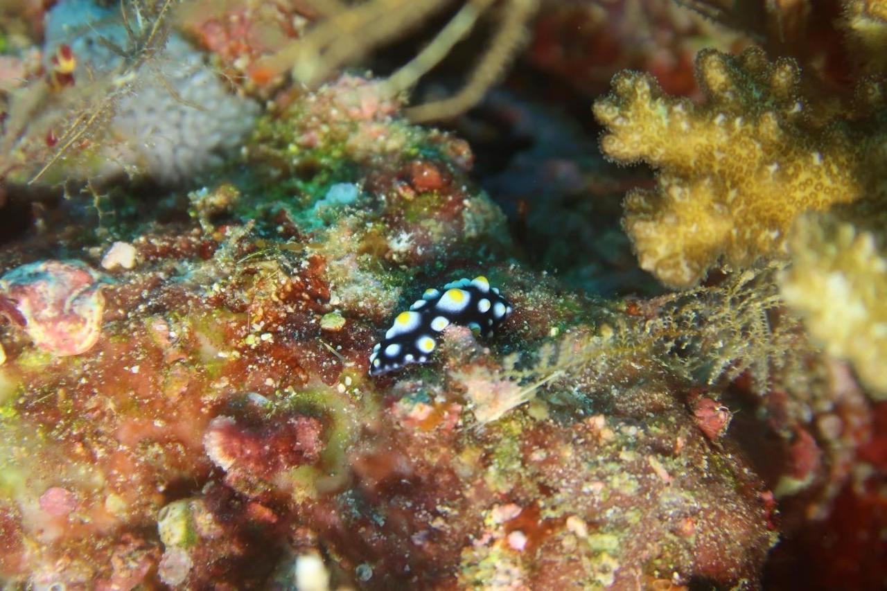 Lodge Tabari Dive